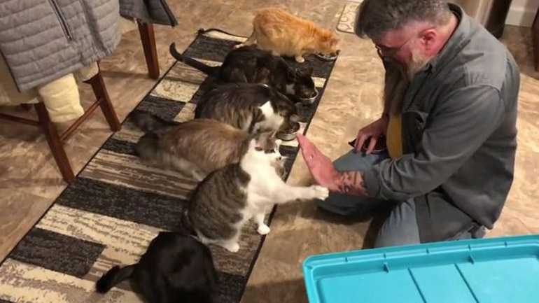 Εκπαιδευμένες γάτες