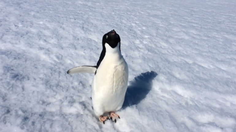 Ο πιγκουίνος δεν έχει όρεξη