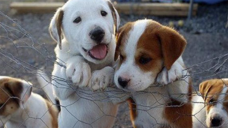 Αντιδράσεις για το νέο σχέδιο νόμου για τα ζώα συντροφιάς