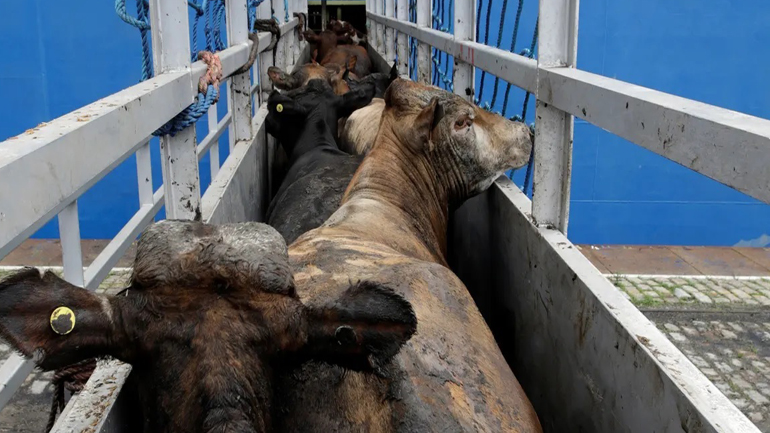 «Χιλιάδες άρρωστα και μελλοθάνατα ζώα σε πλωτό φέρετρο στην Κύπρο»