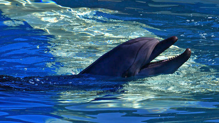 86 δελφίνια εντοπίστηκαν νεκρά στα ανοιχτά της Μοζαμβίκης