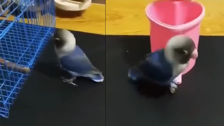 Ο νοικοκύρης παπαγάλος Ο νοικοκύρης παπαγάλος