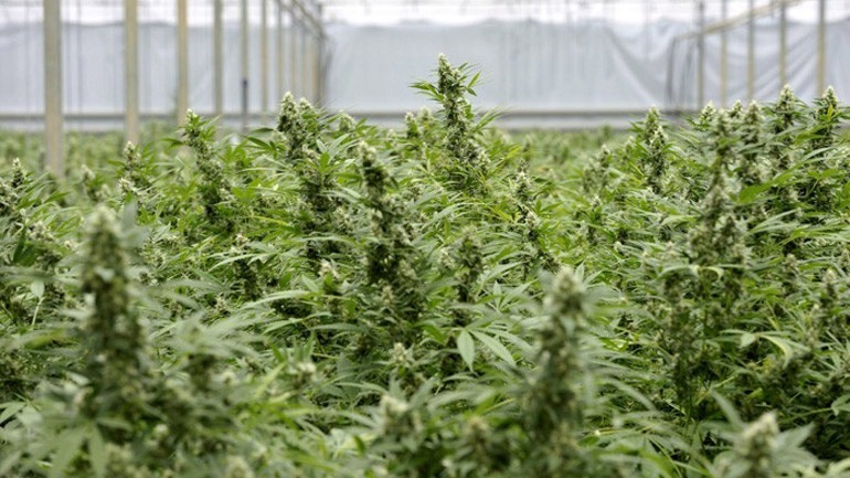 Ζάκυνθος: Εντοπίστηκε εργαστήριο καλλιέργειας κάνναβης