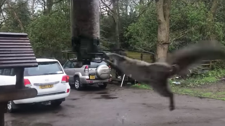 Μια ταΐστρα πουλιών που δεν είναι για σκίουρους