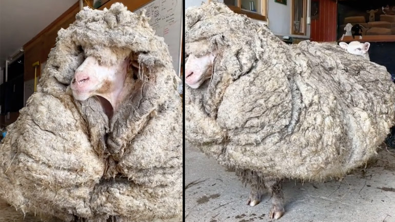 Αδέσποτο πρόβατο βρέθηκε με 35 κιλά μαλλί Αδέσποτο πρόβατο βρέθηκε με 35 κιλά μαλλί