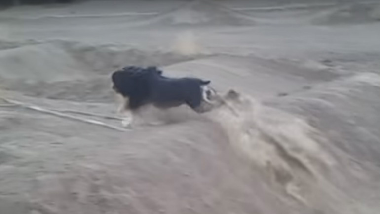 Όταν ο σκύλος σου κάνει καλύτερο scrub από εσένα