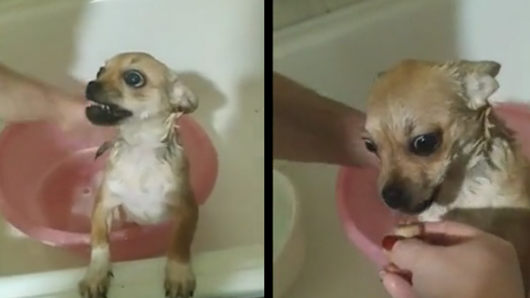 Κάνοντας μπάνιο έναν άγριο σκύλο Κάνοντας μπάνιο έναν άγριο σκύλο