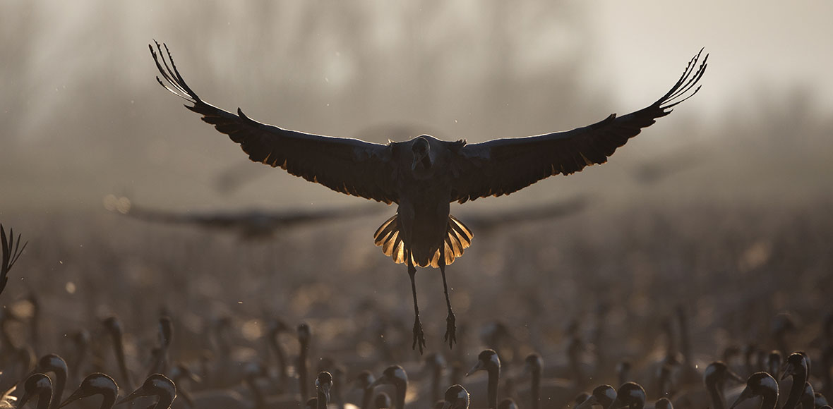 Το ταξίδι της μετανάστευσης