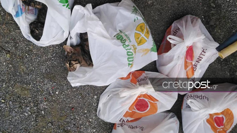 Αποτροπιασμός σε χωριό του Ηρακλείου με μαζικές θανατώσεις γατιών