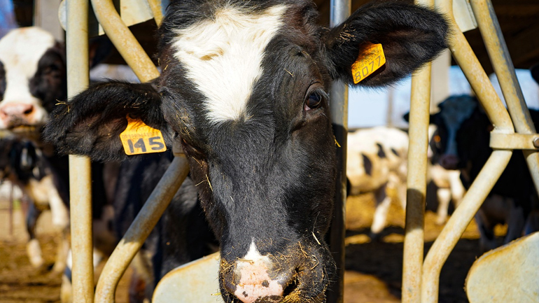 Ισπανία: Θα σφαγιαστούν οι 895 αγελάδες του πλοίου Karim Allah