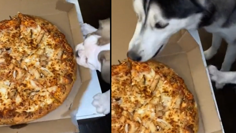 Πίτσα κανείς;