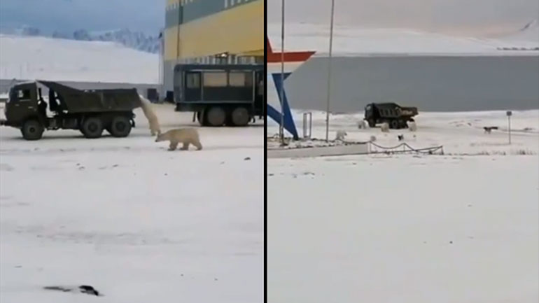 Πολικές αρκούδες κυνηγούν απορριμματοφόρο