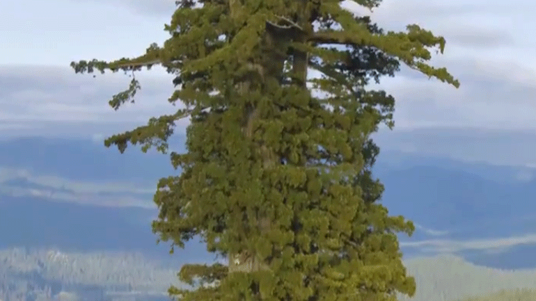 Το ψηλότερο δέντρο στον κόσμο βρίσκεται στην Καλιφόρνια