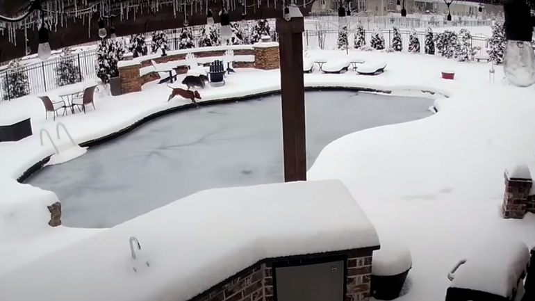 Γυναίκα σώζει τον σκύλο της από παγωμένη πισίνα