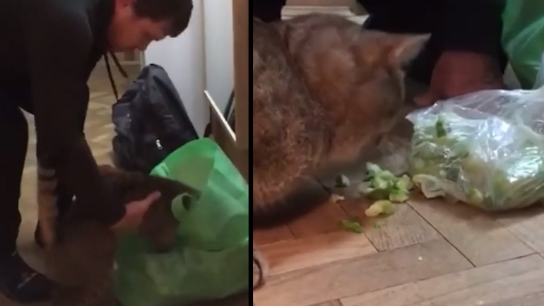 Η εμμονή της γάτας με τα λαχανικά