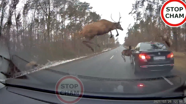 Κοπάδι ελαφιών πηδά πάνω από μια BMW