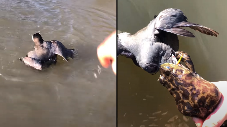 Βάτραχος άρπαξε ένα πουλί