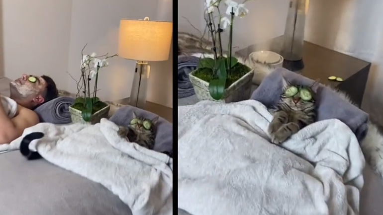 Η γάτα κάνει beaute με τον ιδιοκτήτη της Η γάτα κάνει beaute με τον ιδιοκτήτη της