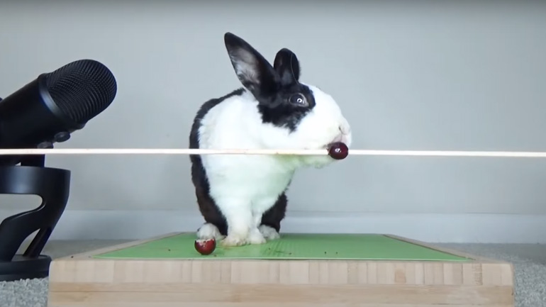 Κουνέλι τρώει κράνμπερι (fail)