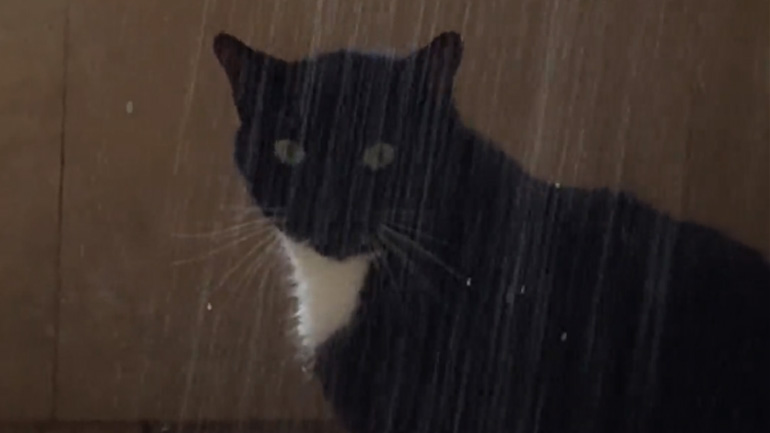 Ο γάτος κάνει ντους