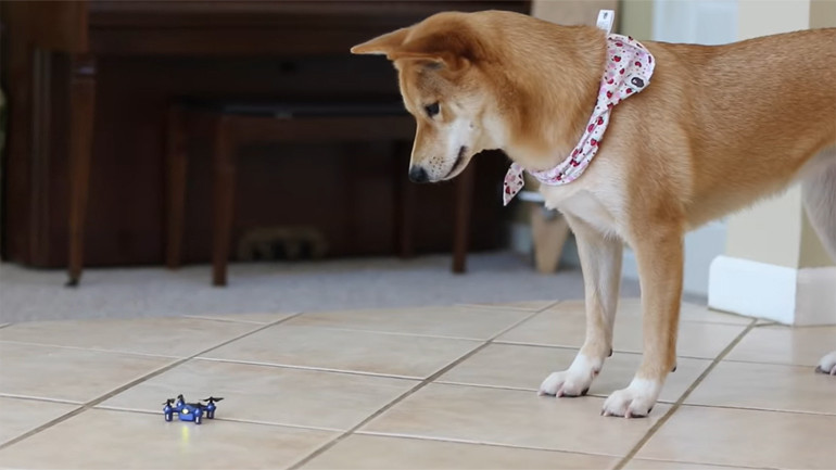 Σκύλος τα βάζει με drone!