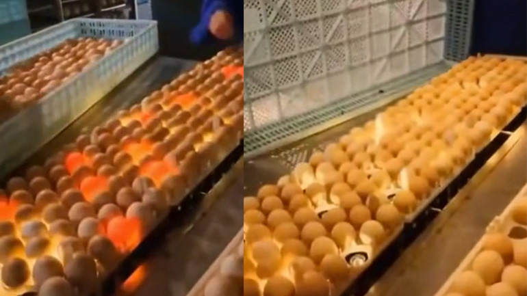 Πώς ξεχωρίζουν τα γονιμοποιημένα αβγά Πώς ξεχωρίζουν τα γονιμοποιημένα αβγά