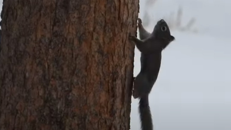 Σκίουρος vs κουνάβι