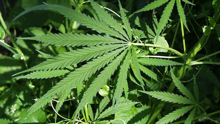 Έρευνα: Η συχνή χρήση κάνναβης από τους εφήβους συνδέεται με πτώση του δείκτη νοημοσύνης τους