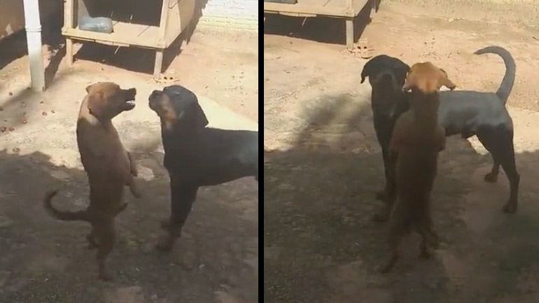 Ο κοντός σκύλος τα βάζει με τον ψηλό