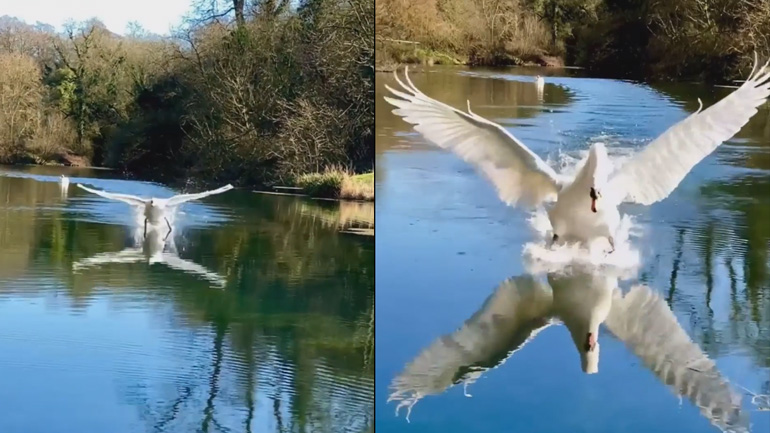 Kύκνος προσγειώνεται στο νερό σε αργή κίνηση