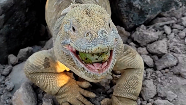 Γιγαντιαίo ιγκουάνα καταβροχθίζει φρούτα στα νησιά Γκαλαπάγκος