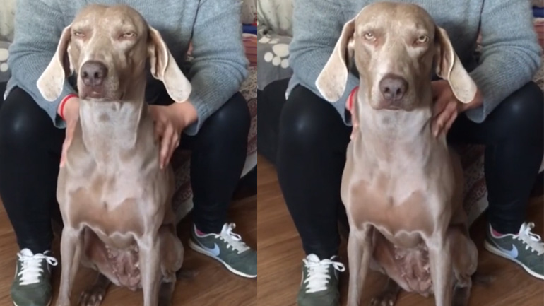 Σκύλος ικετεύει για μασάζ