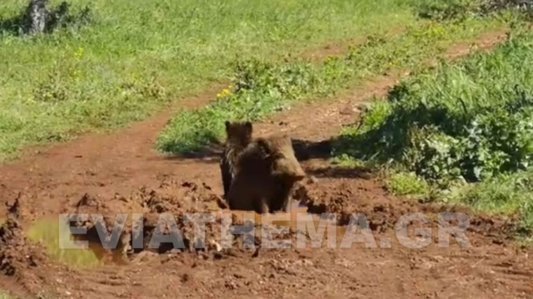 Αγριόχοιροι κάνουν «μπάνιο» στη περιοχή της Λίμνης Υλίκης στη Βοιωτία