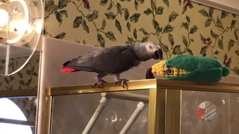 Παπαγάλος ζητάει συγγνώμη