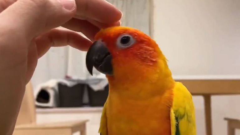 Παπαγάλος εναντίον χεριού Παπαγάλος εναντίον χεριού