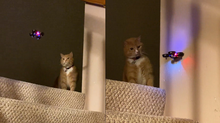 Η γάτα και το μικρό drone Η γάτα και το μικρό drone