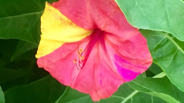 Γάμμα λινολενικό οξύ: Τι πρέπει να ξέρετε