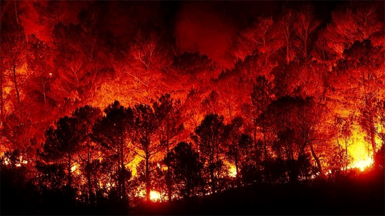Μαθητές θα συνεισφέρουν με ποιήματα σε βιβλίο για το «Μαύρο Καλοκαίρι» στην Αυστραλία