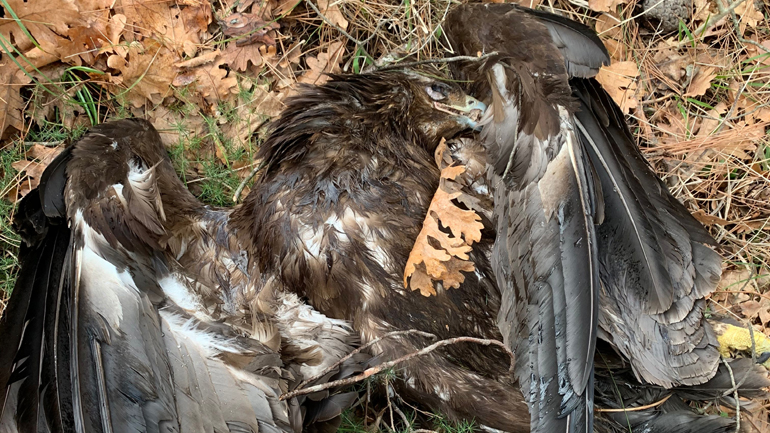 Ο μοναδικός πληθυσμός του μαυρόγυπα ξανά σε κίνδυνο
