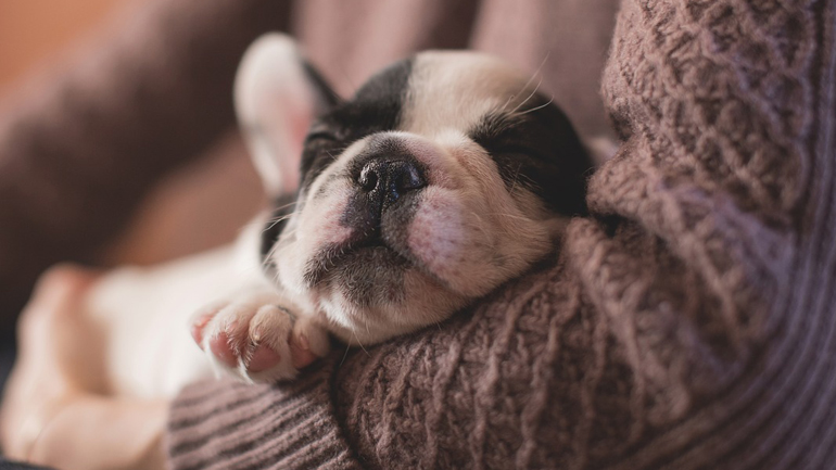 Η θέση του Συλλόγου Ερασιτεχνών Εκτροφέων Σκύλων για το νέο νομοσχέδιο για τα ζώα