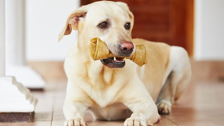 Πώς ένας σκύλος έσωσε μια ολόκληρη οικογένεια από τον σεισμό στην Ελασσόνα