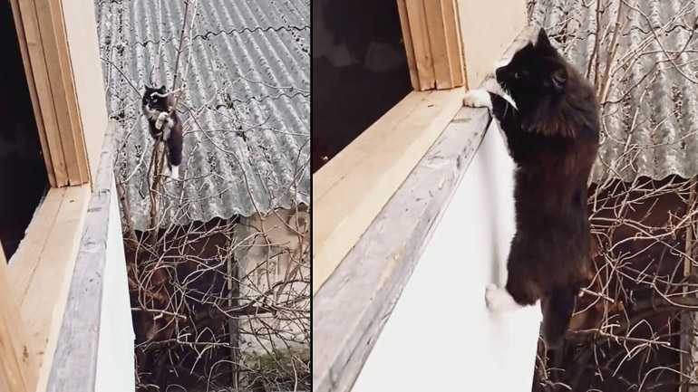 Ο ακροβάτης γάτος