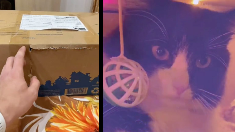 Η γάτα κάνει πάρτι Η γάτα κάνει πάρτι