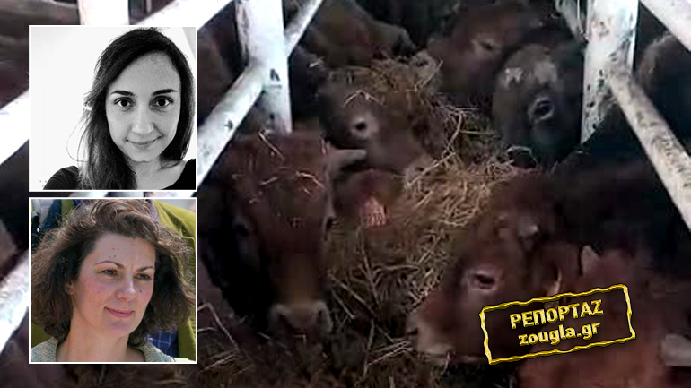 Εμπλοκή της Ελλάδας στο θρίλερ με τα εγκλωβισμένα ζώα σε πλοίο – Τι ζητούν οι φιλοζωικές οργανώσεις