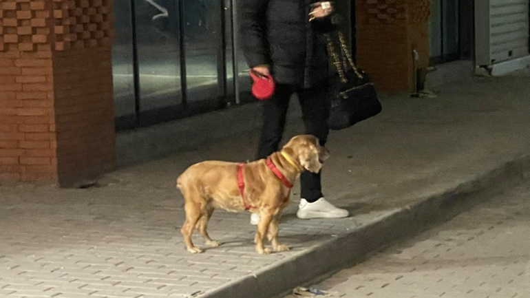 «Τα πουλιά έφευγαν, τα σκυλιά ούρλιαζαν…» – Τα «σήματα» των ζώων πριν τον σεισμό στην Ελασσόνα