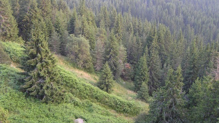 Οπτικοί και θερμικοί αισθητήρες θα «σαρώνουν» το Σέιχ Σου για την έγκαιρη ανίχνευση πυρκαγιάς