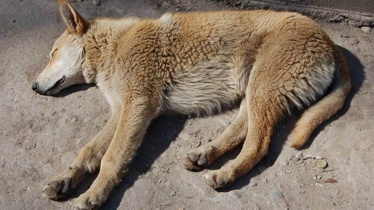 Πάτρα: Αστυνομικοί έσωσαν αδέσποτο σκυλάκι που “σφάδαζε” στη μέση του δρόμου