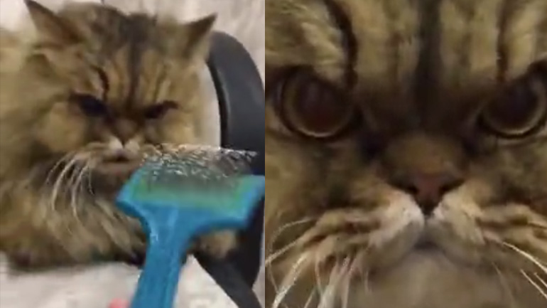 Η γάτα μισεί τη βούρτσα Η γάτα μισεί τη βούρτσα