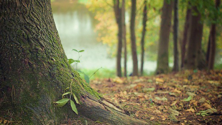 Καταγγελία των περιβαλλοντικών οργανώσεων στην Ε.Ε. για τον νέο νόμο που “απειλεί τις περιοχές Natura 2000”