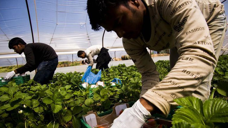 Πρόκληση μετακλητών εργατών γης από τρίτες χώρες – Τουλάχιστον 3.500 χρειάζονται οι σπαραγγοπαραγωγοί Πρόκληση μετακλητών εργατών γης από τρίτες χώρες – Τουλάχιστον 3.500 χρειάζονται οι σπαραγγοπαραγωγοί